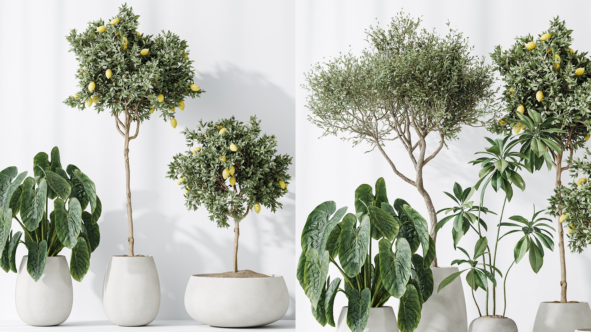AV Indoor plants set 200 Mandarin Fruit Lemon Tree and Alocasia Jardin and Ficus Cyathistipula Fig a 3D model https://p.turbosquid.com/ts-thumb/HP/y3oJ9t/Yx/05/png/1744096085/1920x1080/fit_q87/3cb561f6678d5f63c6c0bc4870a6e74202f9b854/05.jpg
