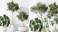 AV Indoor plants set 200 Mandarin Fruit Lemon Tree and Alocasia Jardin and Ficus Cyathistipula Fig a