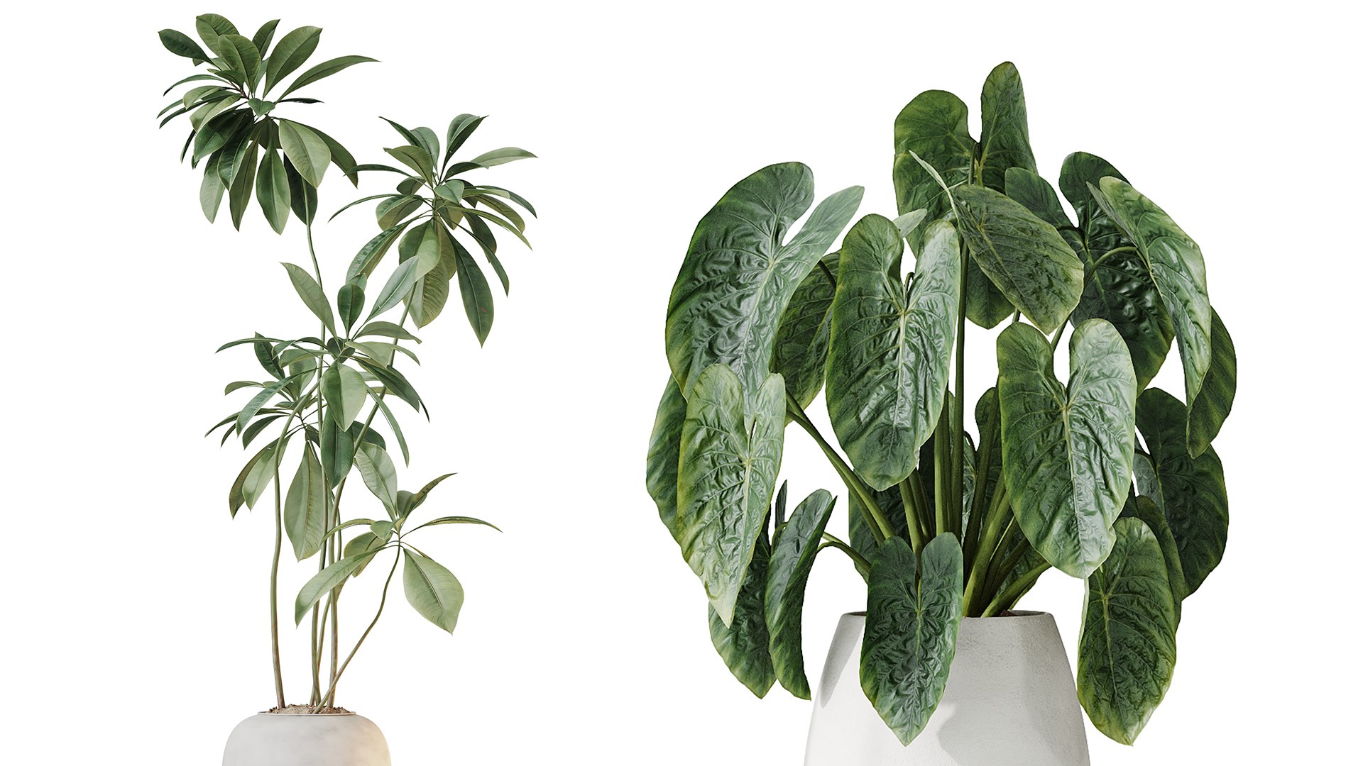 AV Indoor plants set 200 Mandarin Fruit Lemon Tree and Alocasia Jardin and Ficus Cyathistipula Fig a 3D model https://p.turbosquid.com/ts-thumb/HP/y3oJ9t/Yy/03/png/1744096085/1920x1080/fit_q87/3afe13106e47827149c15ac72e1479a33aca1dab/03.jpg