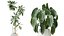 AV Indoor plants set 200 Mandarin Fruit Lemon Tree and Alocasia Jardin and Ficus Cyathistipula Fig a