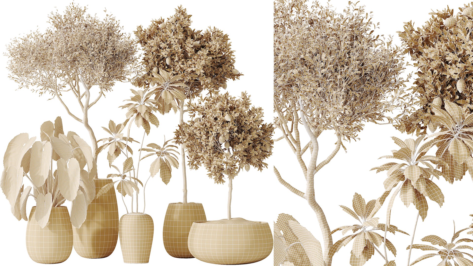 AV Indoor plants set 200 Mandarin Fruit Lemon Tree and Alocasia Jardin and Ficus Cyathistipula Fig a 3D model https://p.turbosquid.com/ts-thumb/HP/y3oJ9t/bi/07/png/1744096086/1920x1080/fit_q87/5624cc6a6102235e3ce88d16a0d1ed52bba28a50/07.jpg