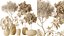 AV Indoor plants set 200 Mandarin Fruit Lemon Tree and Alocasia Jardin and Ficus Cyathistipula Fig a