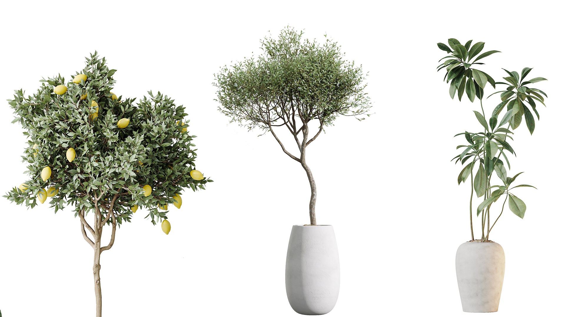 AV Indoor plants set 200 Mandarin Fruit Lemon Tree and Alocasia Jardin and Ficus Cyathistipula Fig a 3D model https://p.turbosquid.com/ts-thumb/HP/y3oJ9t/jg/04/png/1744096084/1920x1080/fit_q87/5abe838b3723538be89e84382068afd38375e639/04.jpg