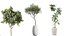 AV Indoor plants set 200 Mandarin Fruit Lemon Tree and Alocasia Jardin and Ficus Cyathistipula Fig a