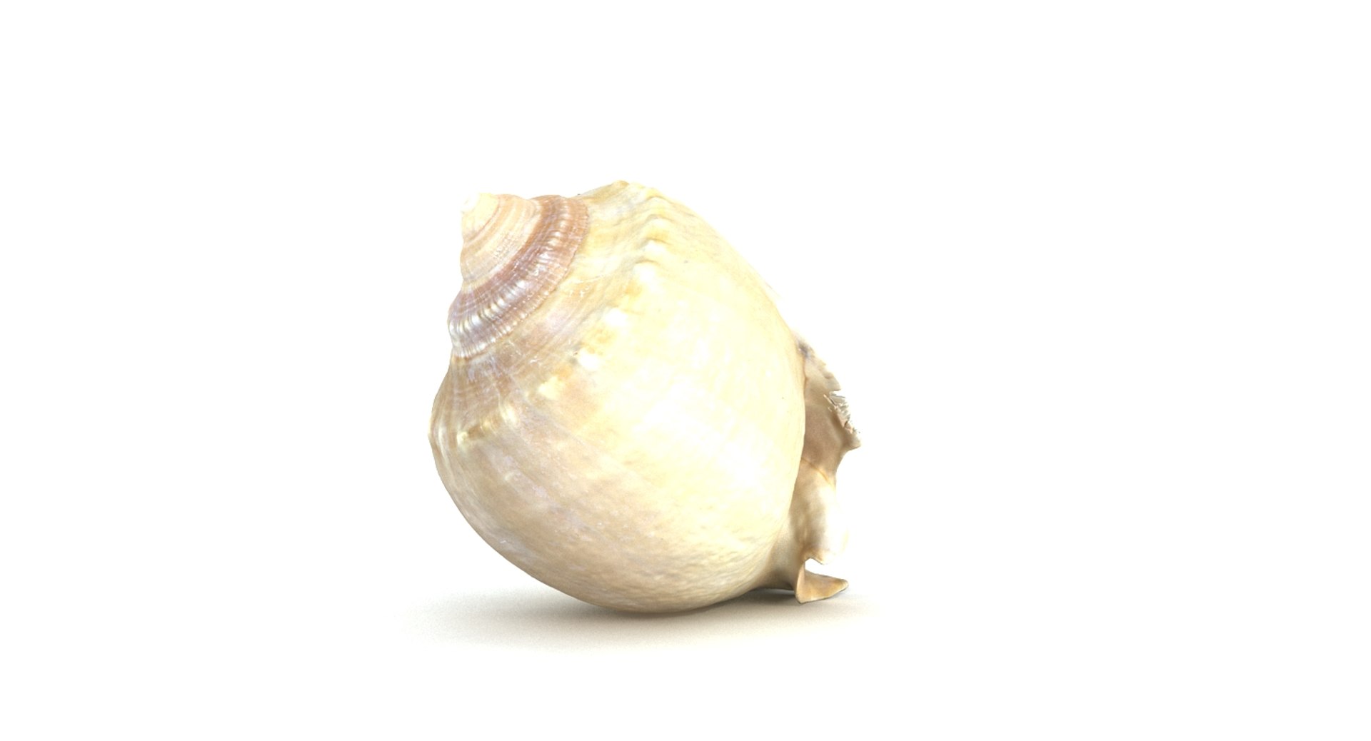 3d model seashell sea shell https://p.turbosquid.com/ts-thumb/HQ/1I7DOe/0gEVEU9p/seashell2_camera001_thumbnail_10003/jpg/1452171853/1920x1080/fit_q87/292d0b7c69701311e89e796586d8798598390a81/seashell2_camera001_thumbnail_10003.jpg