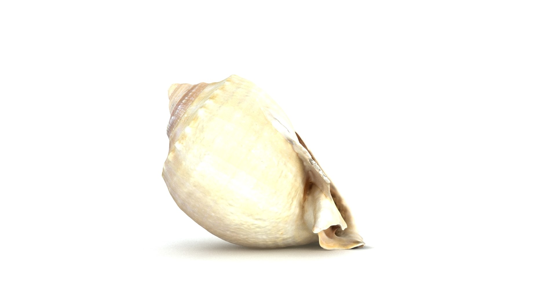 3d model seashell sea shell https://p.turbosquid.com/ts-thumb/HQ/1I7DOe/9gUpFBbi/seashell2_camera001_thumbnail_10002/jpg/1452171853/1920x1080/fit_q87/d5c274784c52ff21c795772ea4d253833298ed82/seashell2_camera001_thumbnail_10002.jpg