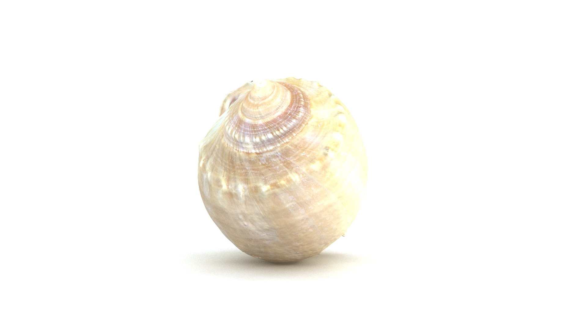 3d model seashell sea shell https://p.turbosquid.com/ts-thumb/HQ/1I7DOe/F8hqMJYH/seashell2_camera001_thumbnail_10004/jpg/1452171853/1920x1080/fit_q87/ca73fedb2a09c4a1a0cdcc8c642ec06ddef68bce/seashell2_camera001_thumbnail_10004.jpg