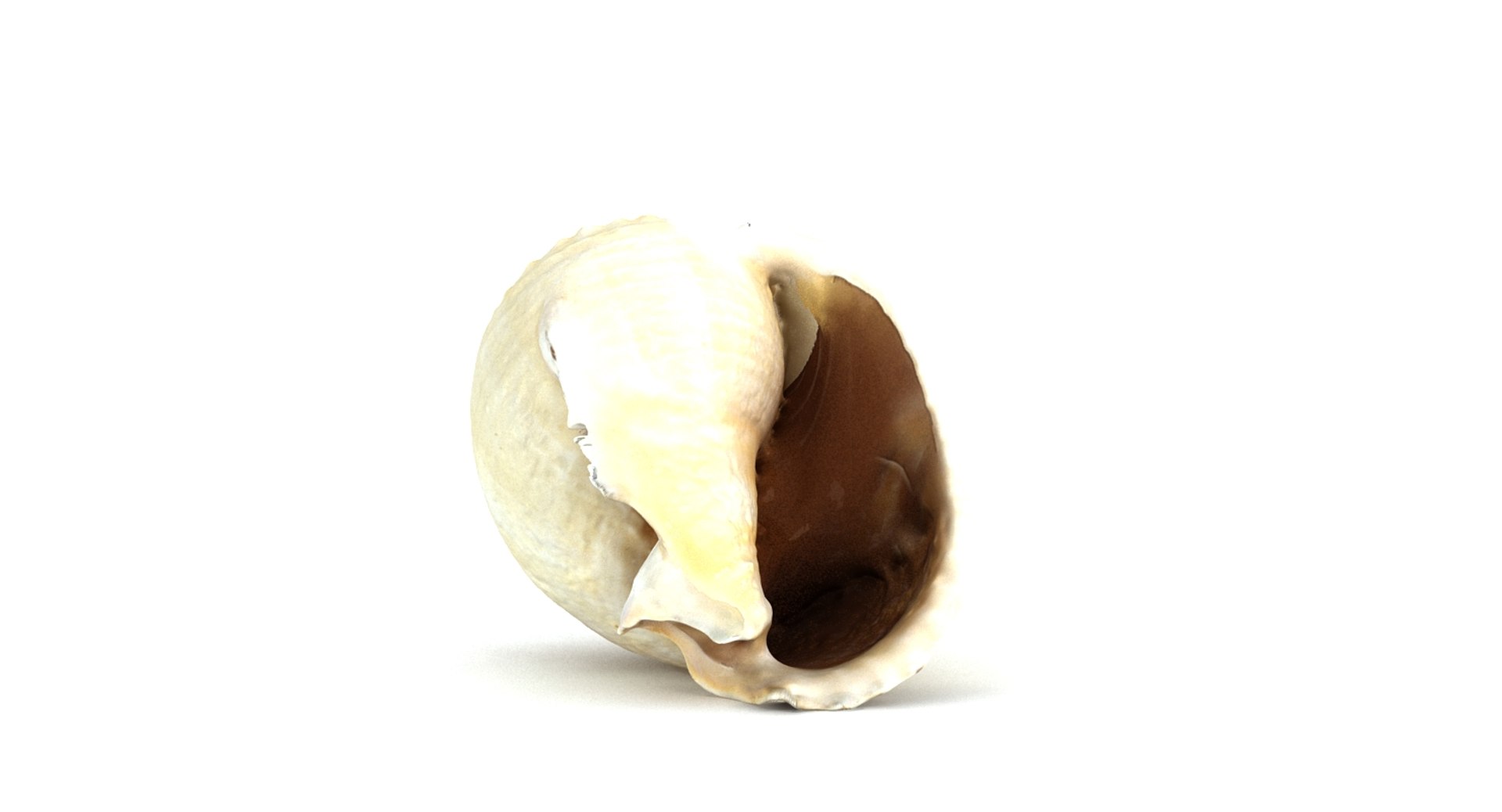 3d model seashell sea shell https://p.turbosquid.com/ts-thumb/HQ/1I7DOe/Q9aHyONd/seashell2_camera001_thumbnail_10010/jpg/1452171853/1920x1080/fit_q87/a76b13e875b3d4e89c724a4df1ce75ec088d5344/seashell2_camera001_thumbnail_10010.jpg