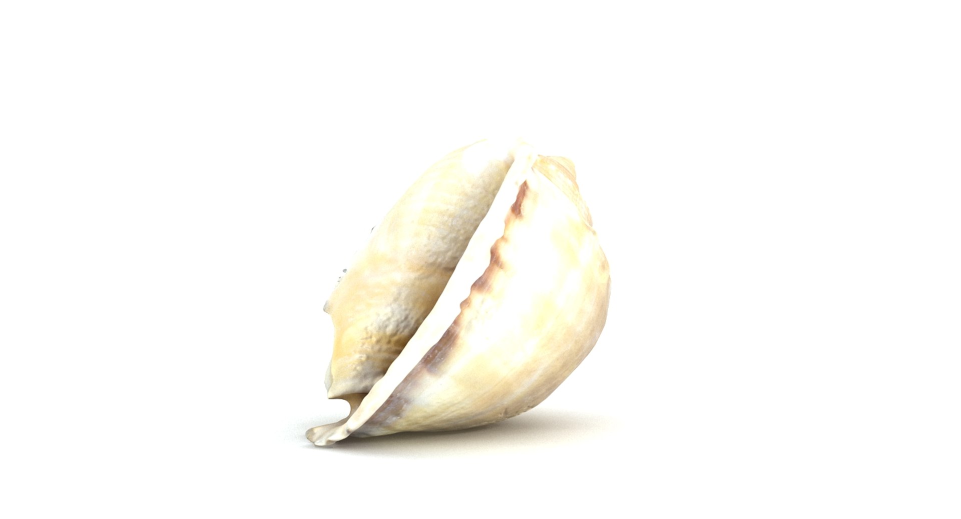 3d model seashell sea shell https://p.turbosquid.com/ts-thumb/HQ/1I7DOe/ZRyFbiAE/seashell2_camera001_thumbnail_10008/jpg/1452171853/1920x1080/fit_q87/d5f76e0b0b579cc4801c3b44f307fb75ef27a2d7/seashell2_camera001_thumbnail_10008.jpg