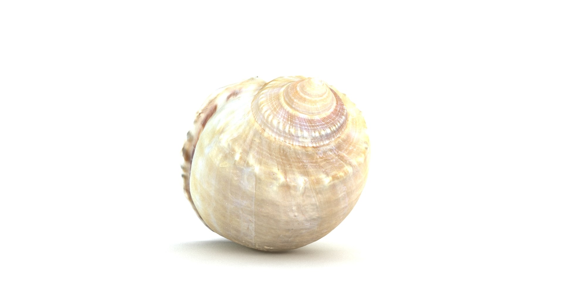 3d model seashell sea shell https://p.turbosquid.com/ts-thumb/HQ/1I7DOe/hdaEMzex/seashell2_camera001_thumbnail_10005/jpg/1452171853/1920x1080/fit_q87/fa49fe6790d412e367f18222a2bef97c42f6c38e/seashell2_camera001_thumbnail_10005.jpg