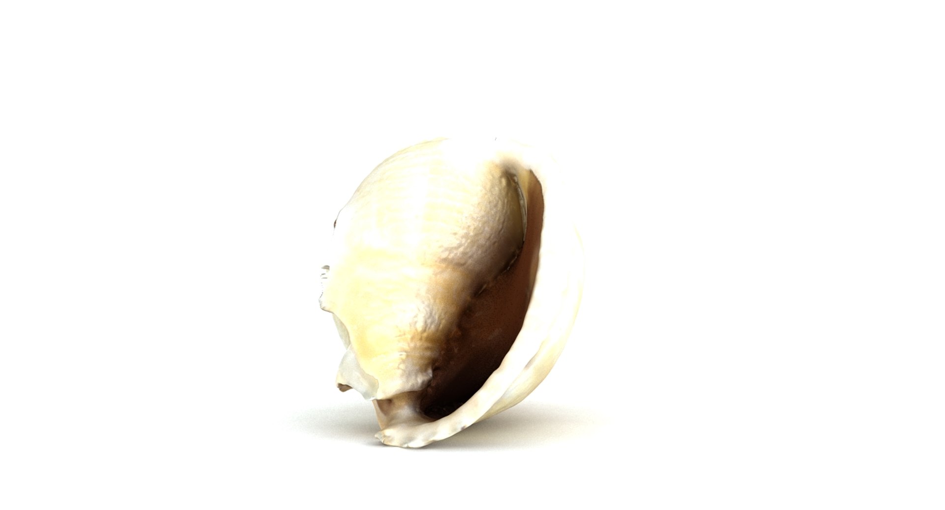 3d model seashell sea shell https://p.turbosquid.com/ts-thumb/HQ/1I7DOe/hflYcnCC/seashell2_camera001_thumbnail_10009/jpg/1452171853/1920x1080/fit_q87/79c1b723cc20264318fe4033eb955cc7ce42b543/seashell2_camera001_thumbnail_10009.jpg