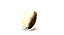 Conchiglia (1)