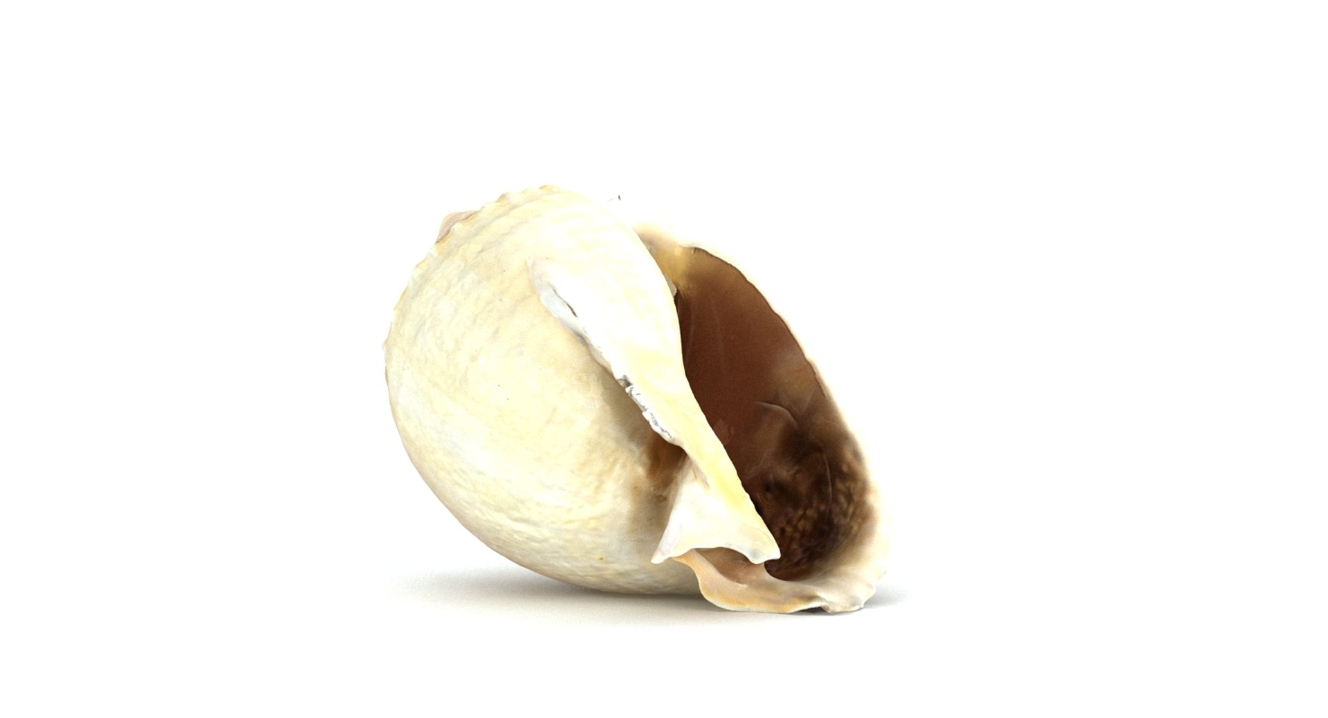 3d model seashell sea shell https://p.turbosquid.com/ts-thumb/HQ/1I7DOe/pAXuKutg/seashell2_camera001_thumbnail_10001/jpg/1452171853/1920x1080/fit_q87/cf22587633e176d0f2c654de2831ceb9e454b78d/seashell2_camera001_thumbnail_10001.jpg