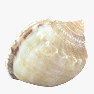 Seashell(1)