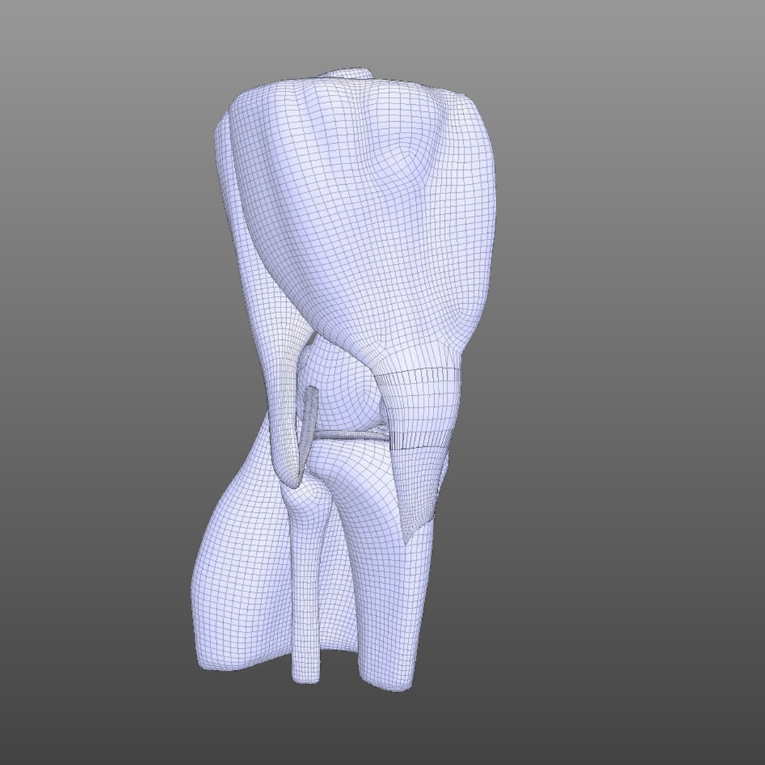 knee ligaments bones 3D model https://p.turbosquid.com/ts-thumb/HQ/7c767k/AhAHOE7P/wire1/jpg/1583703468/1920x1080/fit_q87/309379db41cde67f9b31ac7d8620de34ba1a64fa/wire1.jpg