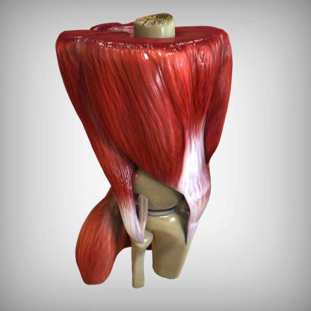 knee ligaments bones 3D model https://p.turbosquid.com/ts-thumb/HQ/7c767k/IuttRJqK/view1/jpg/1583703468/1920x1080/fit_q87/db6af8a3ee70dce83046c546ed8e94011a63587b/view1.jpg