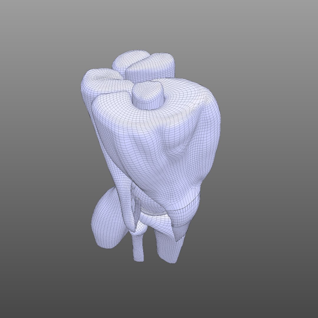 knee ligaments bones 3D model https://p.turbosquid.com/ts-thumb/HQ/7c767k/a18J82QF/wire2/jpg/1583703468/1920x1080/fit_q87/3191abb3e3a79cd286bb854582a157219056e646/wire2.jpg