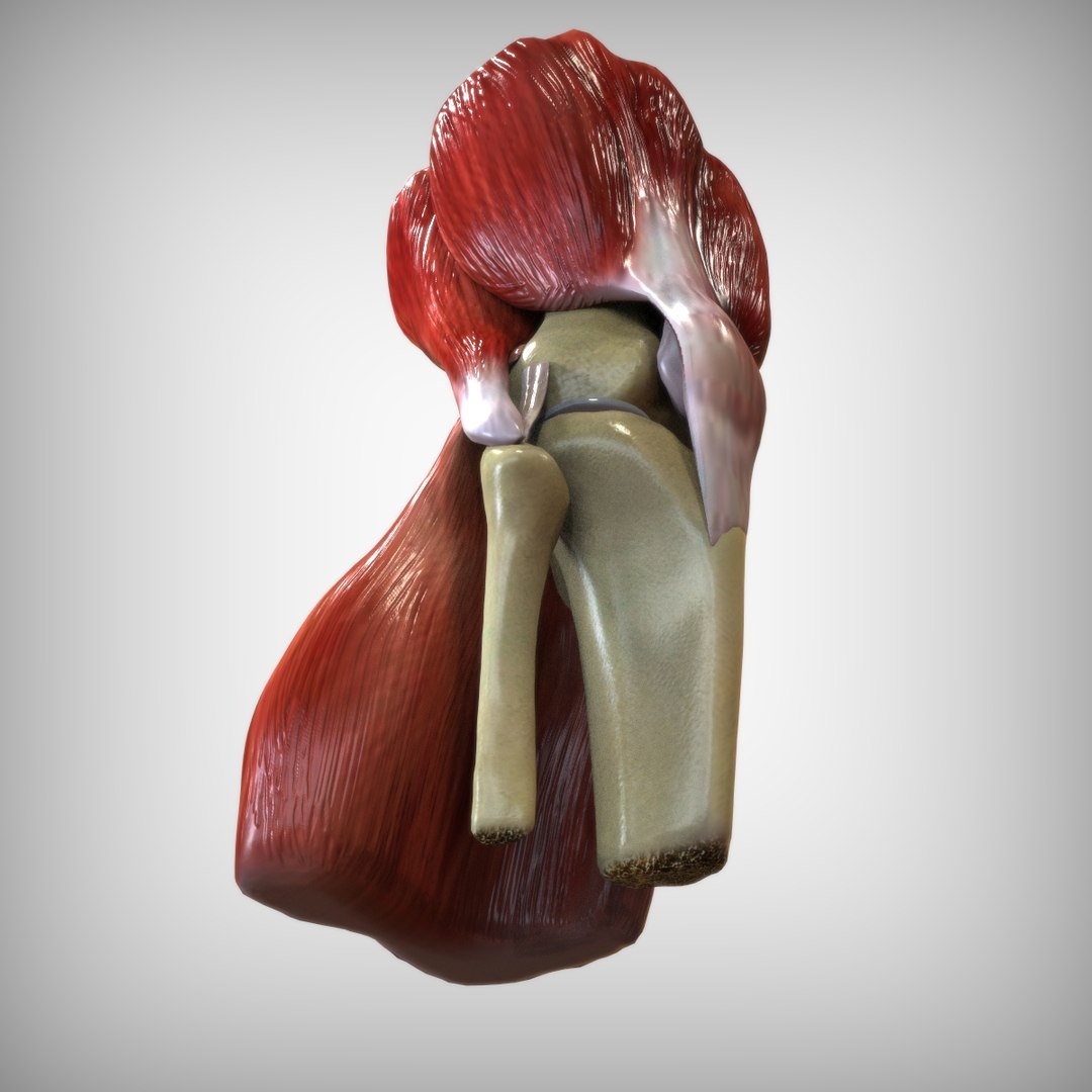 knee ligaments bones 3D model https://p.turbosquid.com/ts-thumb/HQ/7c767k/gAgFTdzu/view4/jpg/1583703468/1920x1080/fit_q87/b888362b258185335810500dcbeb77a293b278c1/view4.jpg