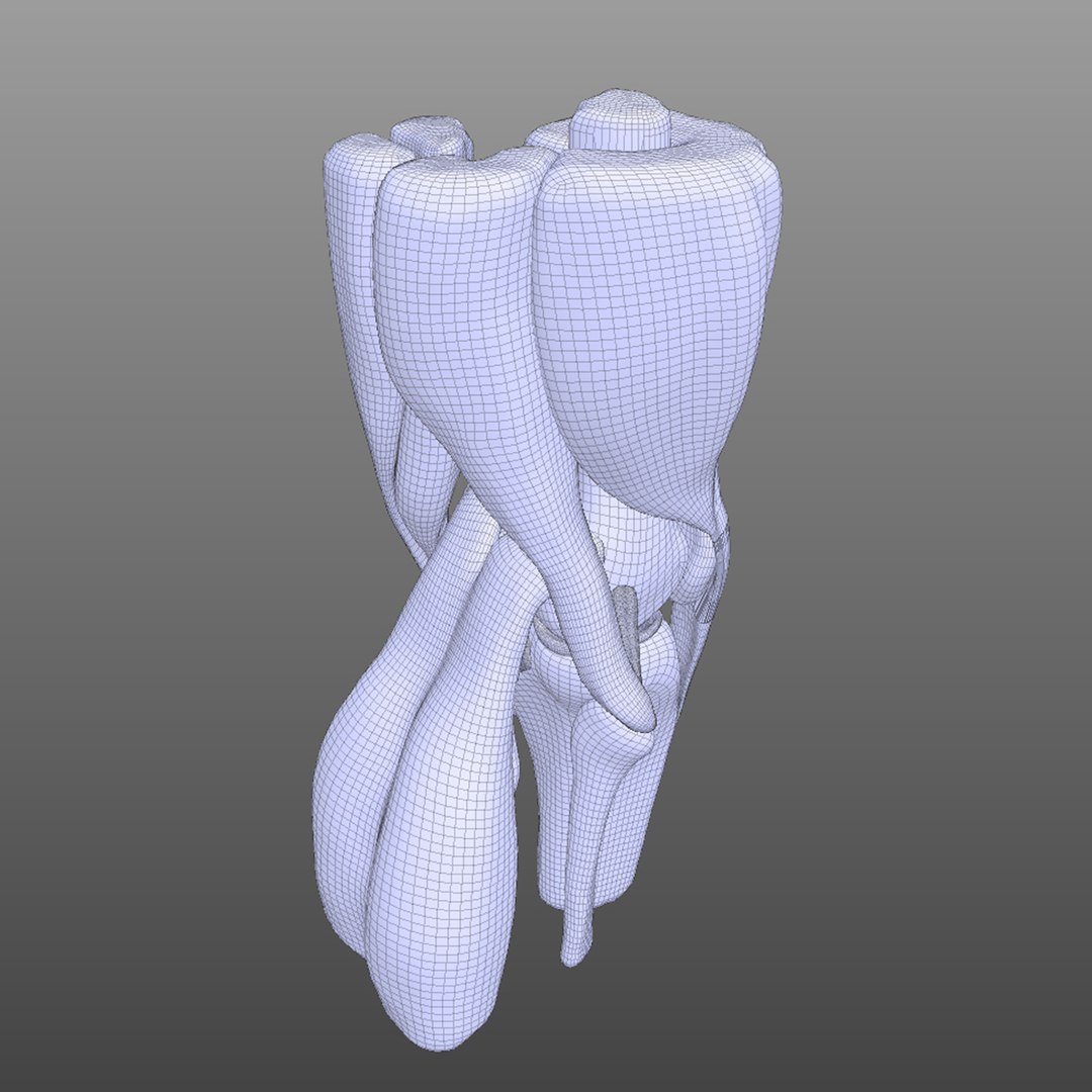 knee ligaments bones 3D model https://p.turbosquid.com/ts-thumb/HQ/7c767k/kryCJYNH/wire3/jpg/1583703468/1920x1080/fit_q87/14b3b2b85be4458680363bcd5acc0468898e984e/wire3.jpg