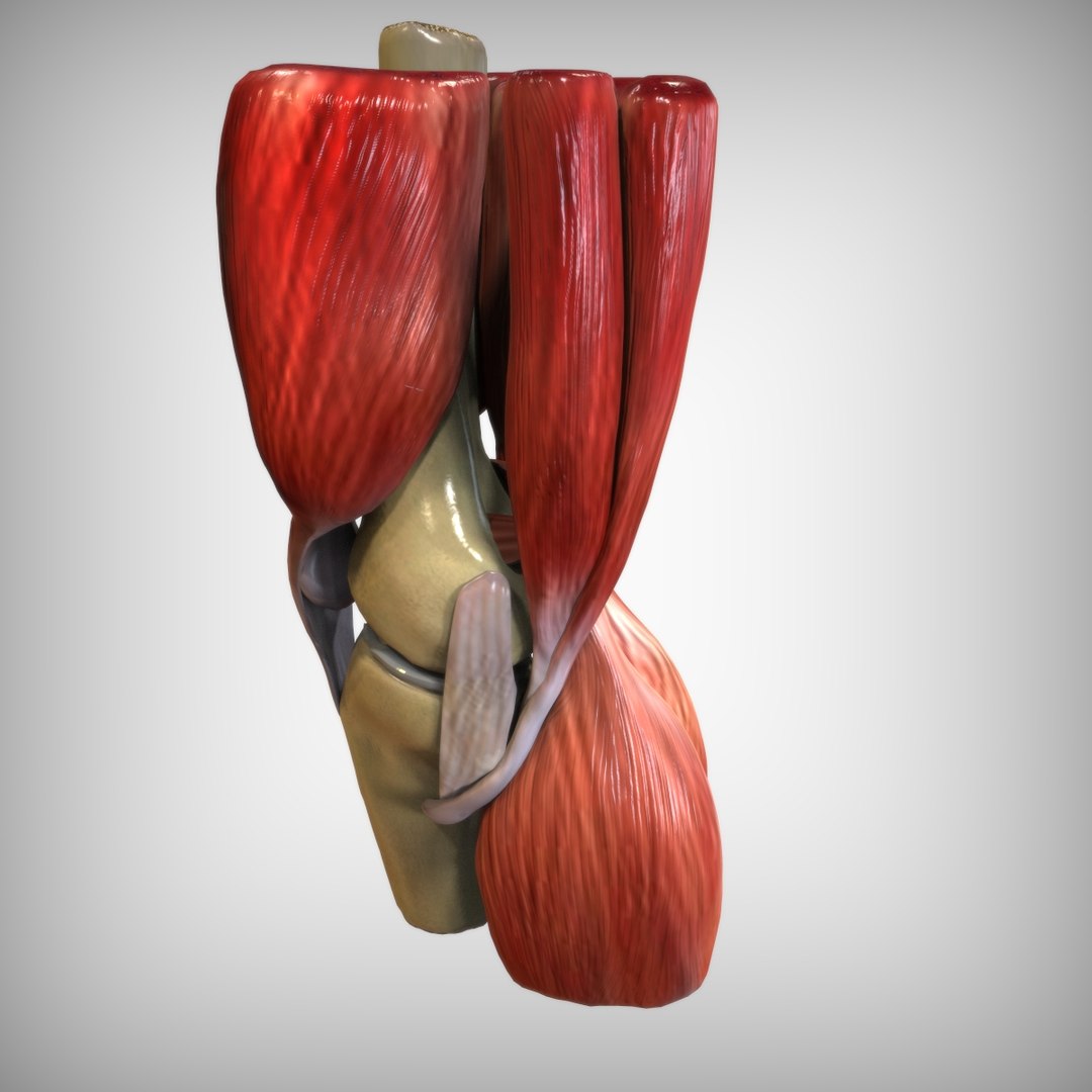 Knee Ligaments Bones 3d Model - Turbosquid 1520229