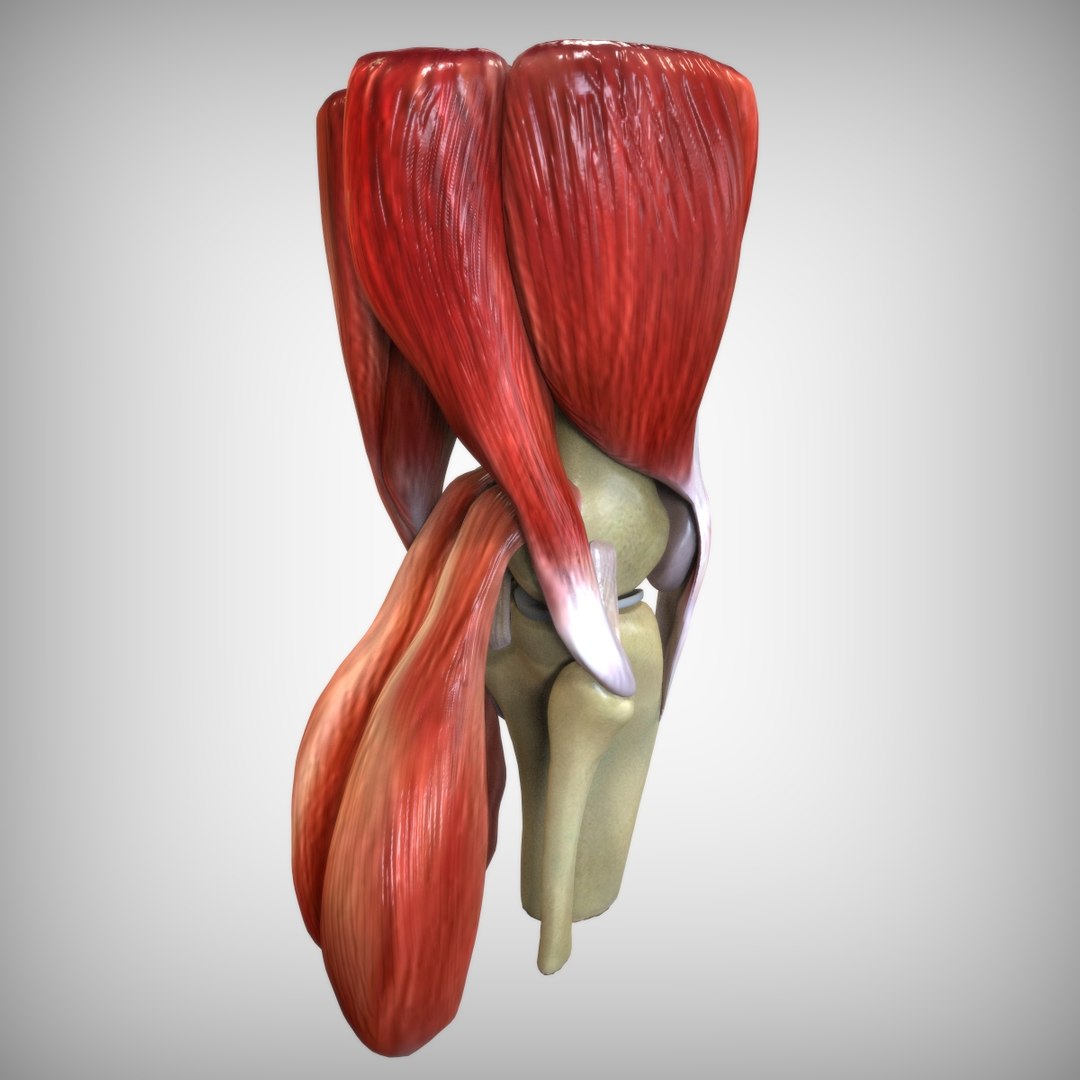 knee ligaments bones 3D model https://p.turbosquid.com/ts-thumb/HQ/7c767k/y5B8giOr/view2/jpg/1583703468/1920x1080/fit_q87/769646226f08698f082856115e19862496c4a992/view2.jpg