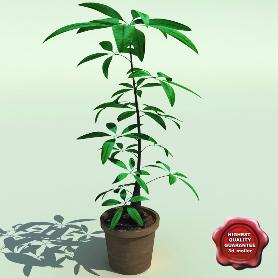 3d model interior plants v1 https://p.turbosquid.com/ts-thumb/HQ/CEwKQ9/2fLY0zaj/interior_plants_collection_v1_58/jpg/1266349962/1920x1080/fit_q87/7fb91e2c220624d70b27bf98eab0fc4b2879f682/interior_plants_collection_v1_58.jpg
