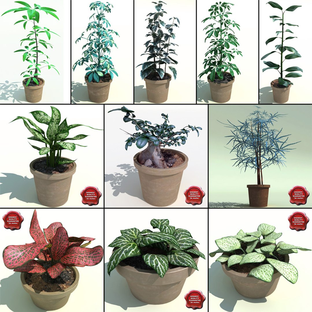 3d model interior plants v1 https://p.turbosquid.com/ts-thumb/HQ/CEwKQ9/d82tVOh1/interior_plants_collection_v1_00/jpg/1266349956/1920x1080/fit_q87/ddb743c36889edf7bb8cceffb7746e4dfb88ecaf/interior_plants_collection_v1_00.jpg