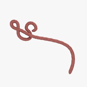 ebola virus 3D model