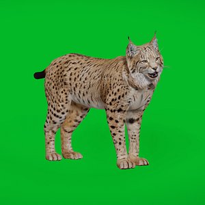 Eurasian Lynx
