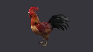 3D rooster rigged bird farm cock feather chicken poultry animal