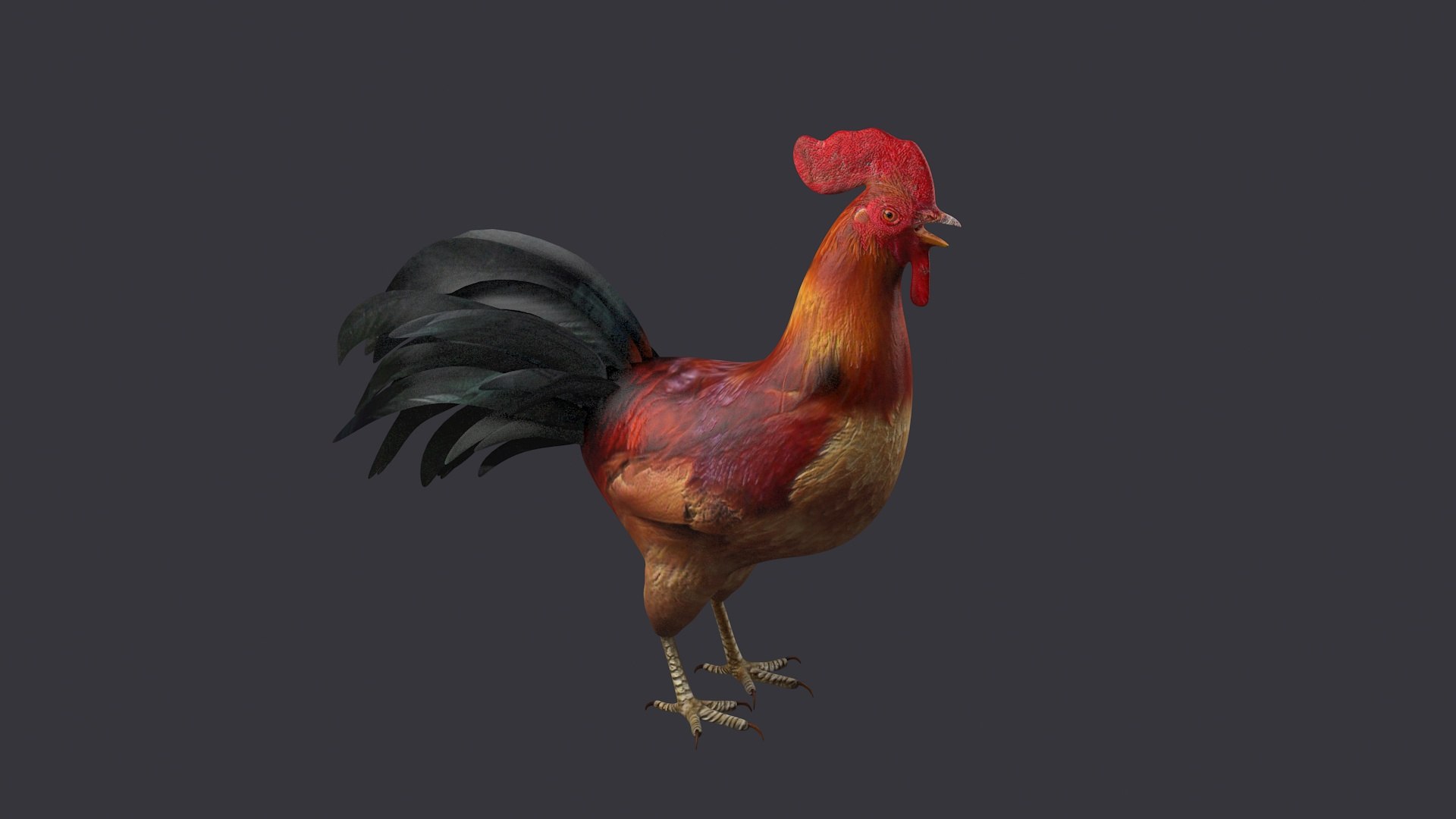 3D Rooster Rigged Bird Farm Cock Feather Chicken Poultry Animal ...