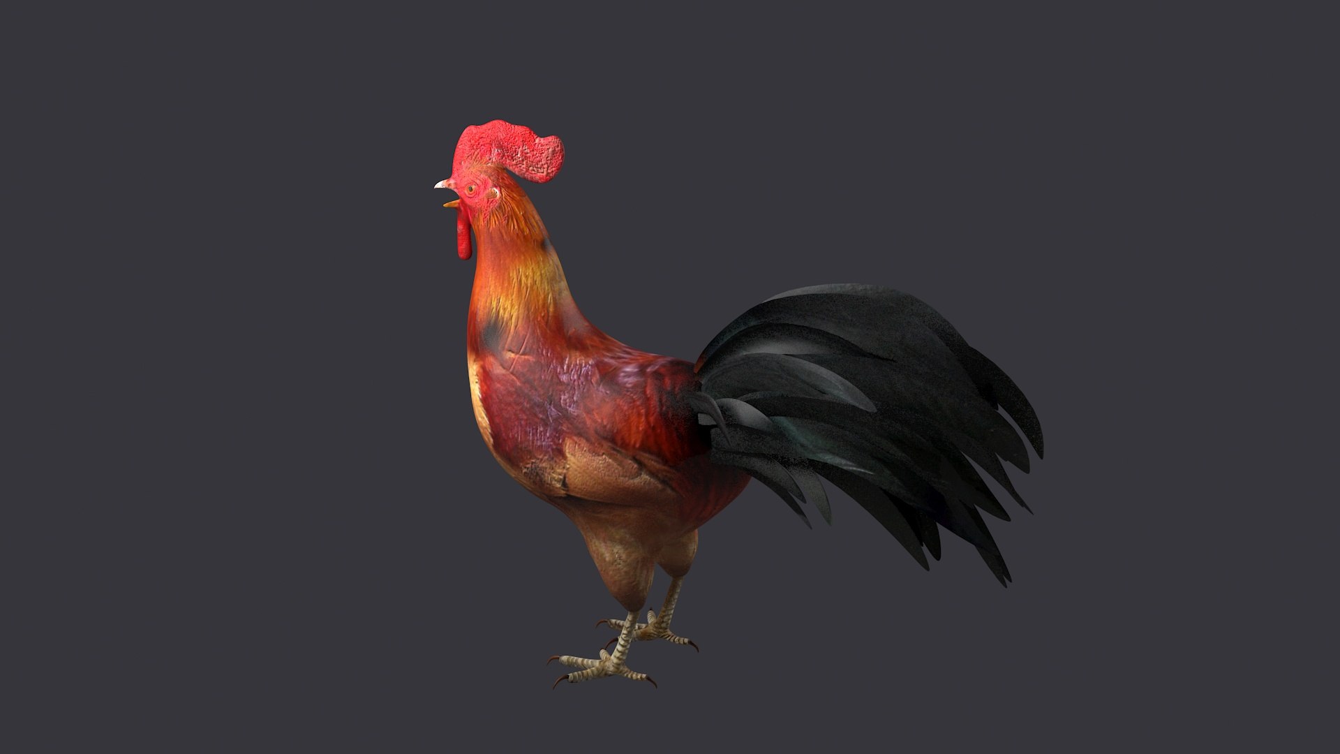 3D Rooster Rigged Bird Farm Cock Feather Chicken Poultry Animal ...