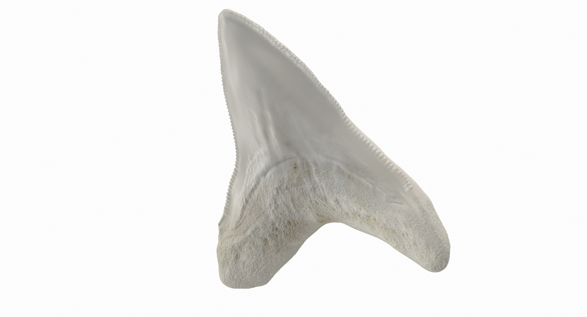 3D Great White Shark Tooth Model - TurboSquid 1416225