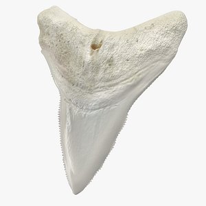 3D great white shark tooth model