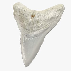 Great White Shark Tooth Bone