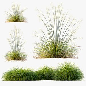AV Stipa arundinacea Sweet and Carex Elata Aurea Grasses 3D model