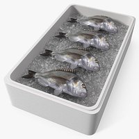 Fresh Gilthead Dorado in Styrofoam Box with Ice