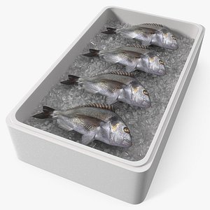 Fresh Gilthead Dorado in Styrofoam Box with Ice