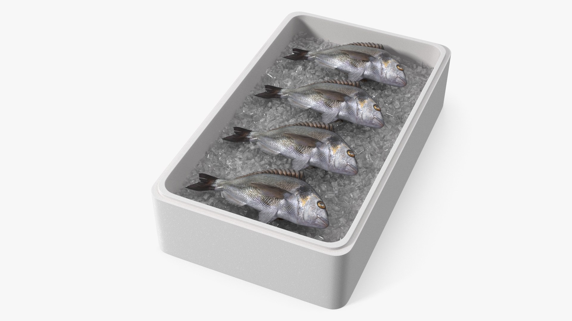 Fresh Gilthead Dorado in Styrofoam Box with Ice 3D model preview