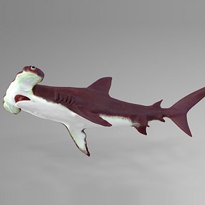 3D model hammerhead shark rigged l591