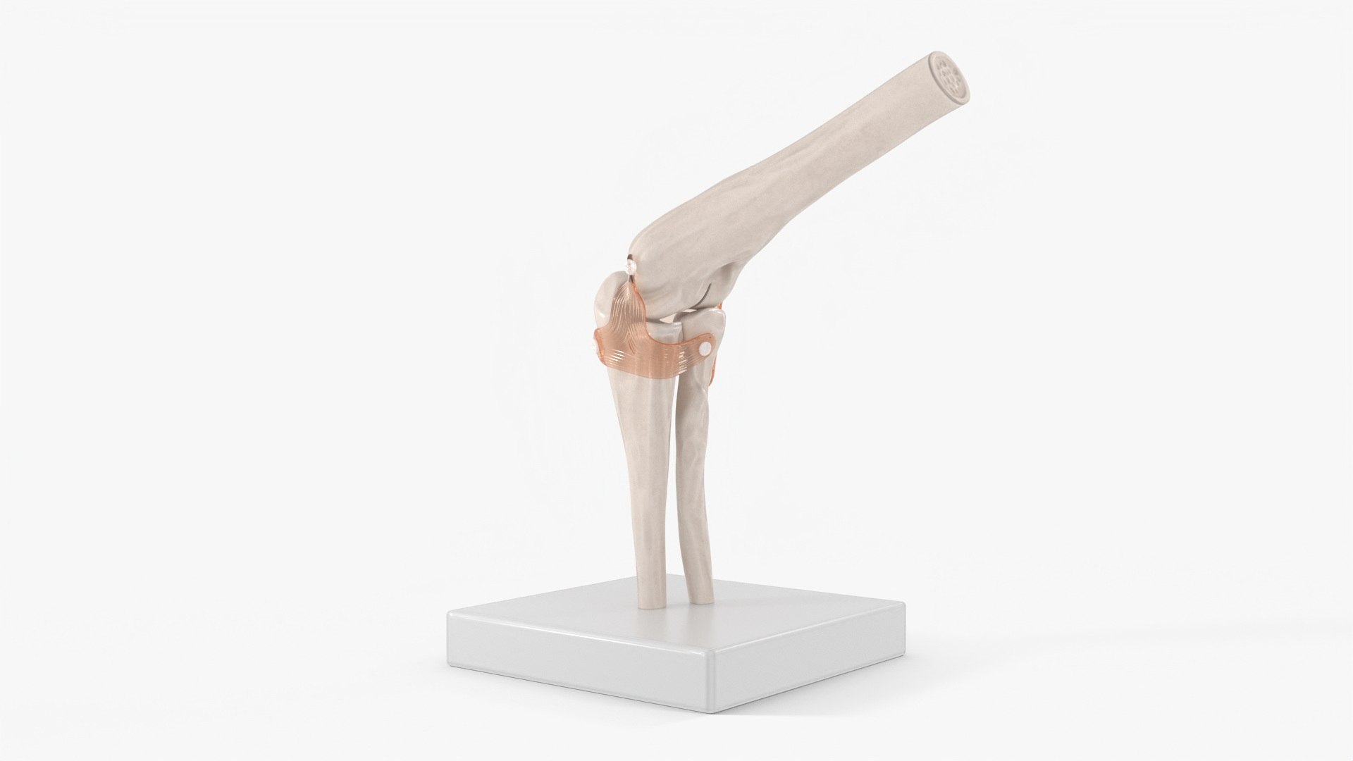 Elbow Joint Rigged for Cinema 4D 3D model preview