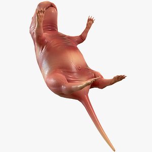 Little Rat