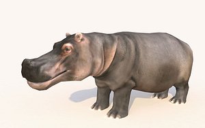 hippopotamus animations model
