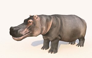 Hippopotamus Animated Lowpoly