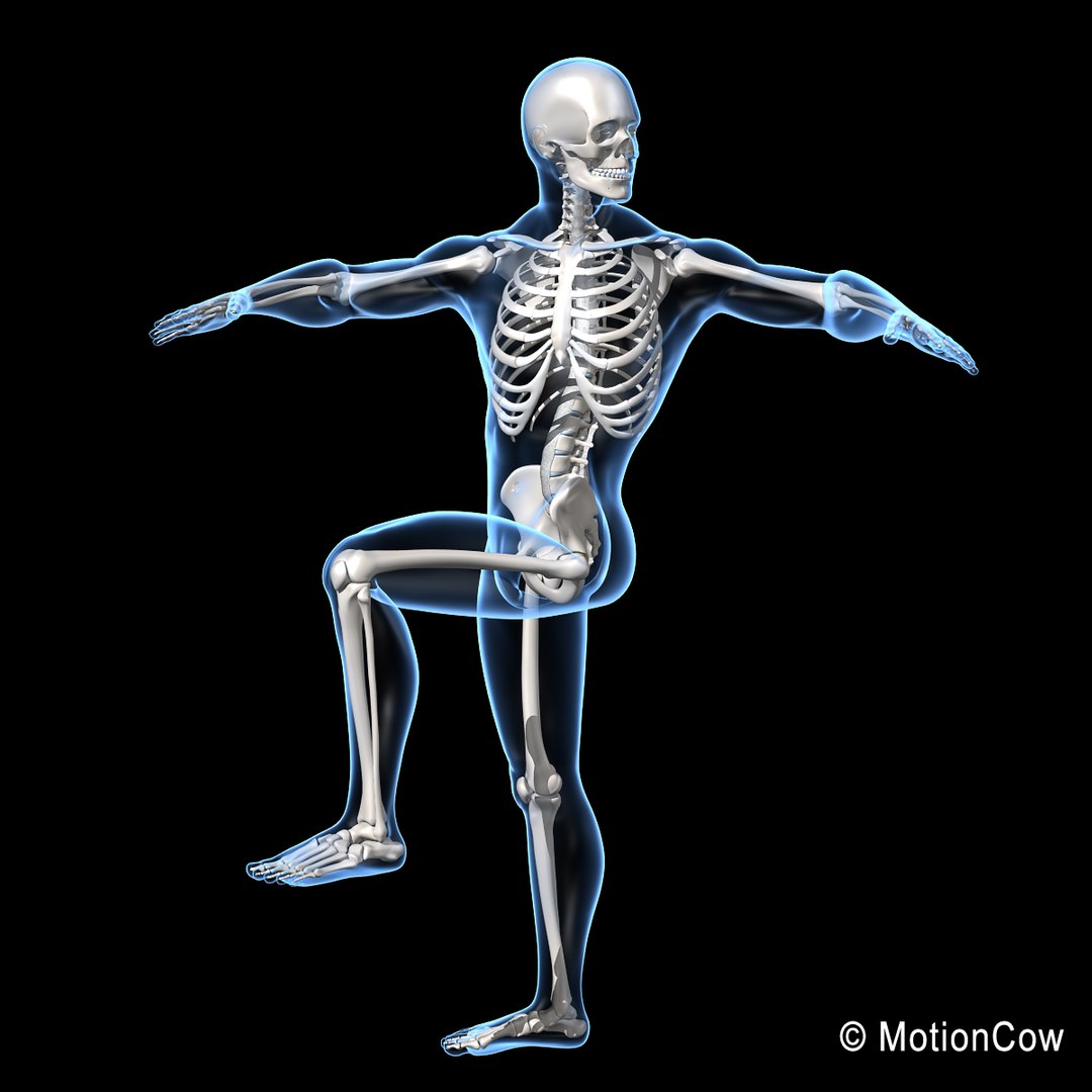 Human Skeletal Rigged Skeleton 3d C4d