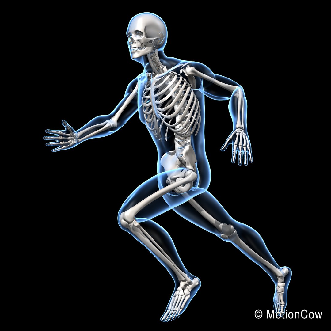 Human Skeletal Rigged Skeleton 3d C4d
