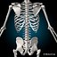 human skeletal rigged skeleton 3d c4d