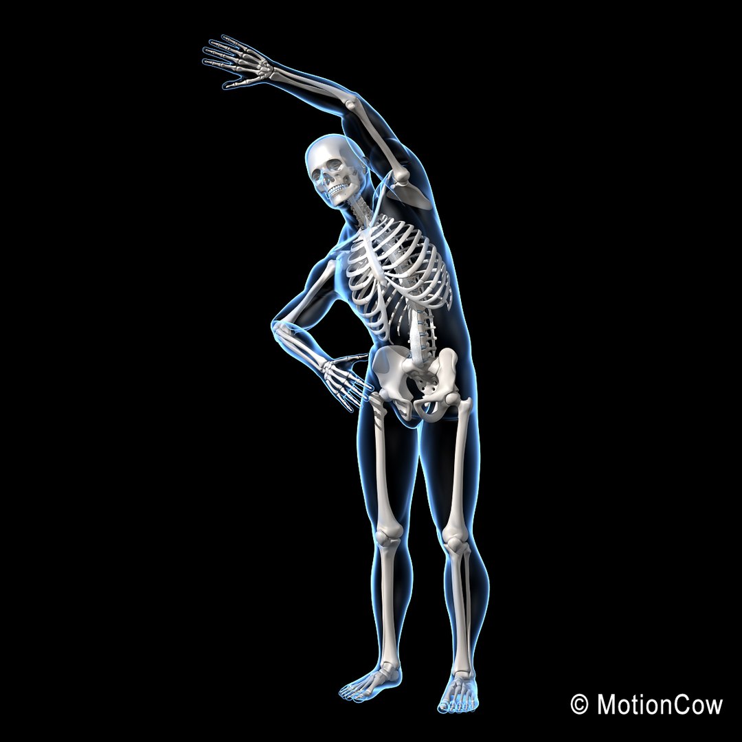 Human Skeletal Rigged Skeleton 3d C4d