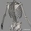 human skeletal rigged skeleton 3d c4d