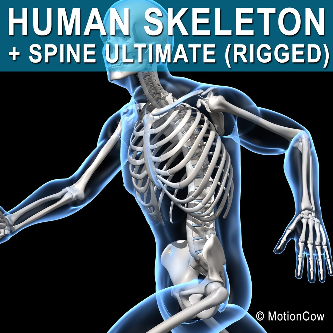 human skeletal rigged skeleton 3d c4d https://p.turbosquid.com/ts-thumb/HQ/dfbQNw/uq6cyq3d/skeleton_rigged/jpg/1420883106/1920x1080/fit_q87/072615a4ba47f213ce8a75159e006c593e287ec7/skeleton_rigged.jpg